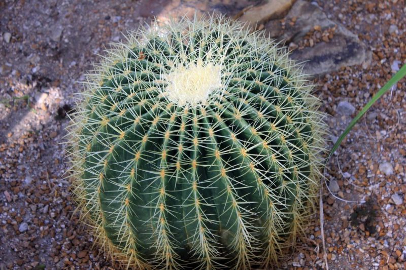 cactusi Echinocactus