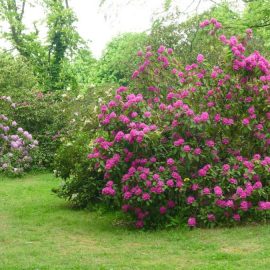 Rhododendron-sfaturi-informatii-ingrijire