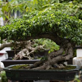 Bonsai Ginseng Ficus - se ingalbenesc frunzele