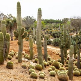 cactusi-boli-si-daunatori
