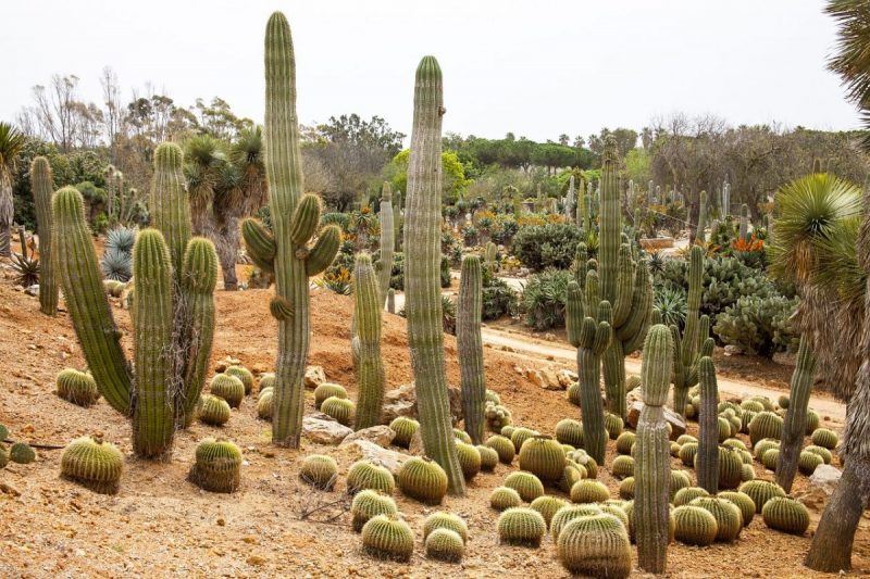 cactusi-boli-si-daunatori
