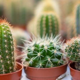 cactusi-informatii-si-sfaturi-de-ingrijire