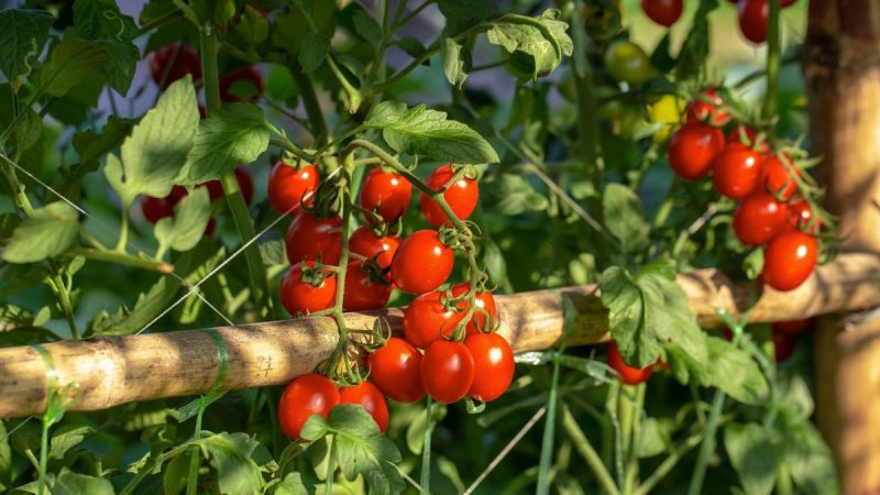 calendar-tratamente-legume-tomate