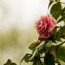 Depreciere Camellia - ingalbenirea si caderea frunzelor