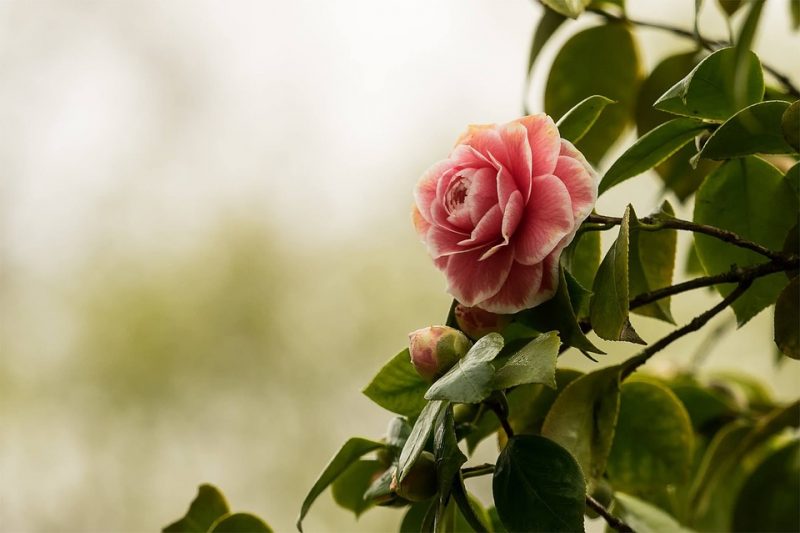 Camellia, informatii si sfaturi de ingrijire