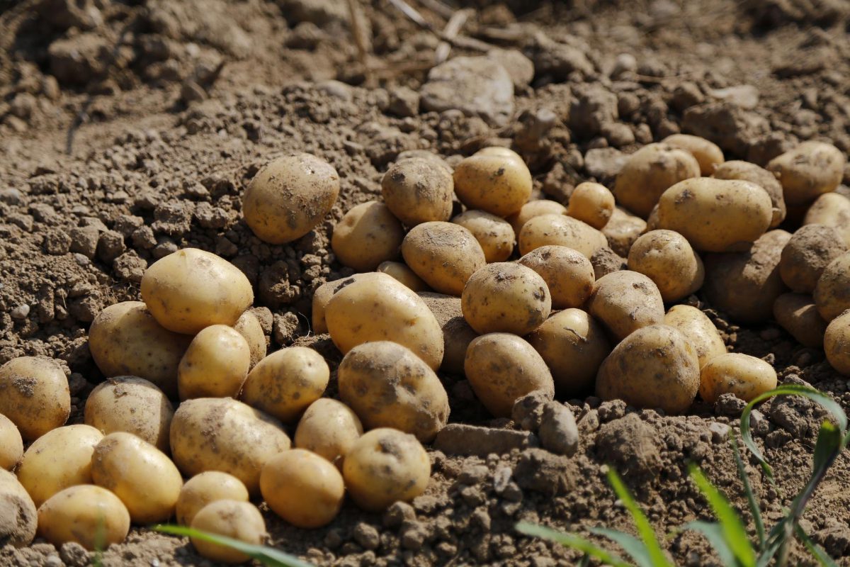 Vene varicoase metode de tratare a cartofului