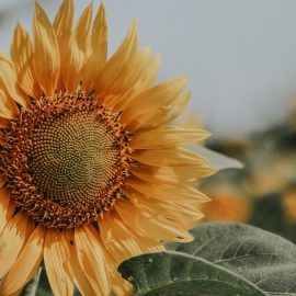 floarea-soarelui-boli-daunatori