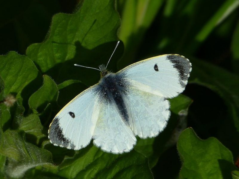 Fluturele alb (Pieris brassicae) - identificare si combatere Comunitatea Botanistii