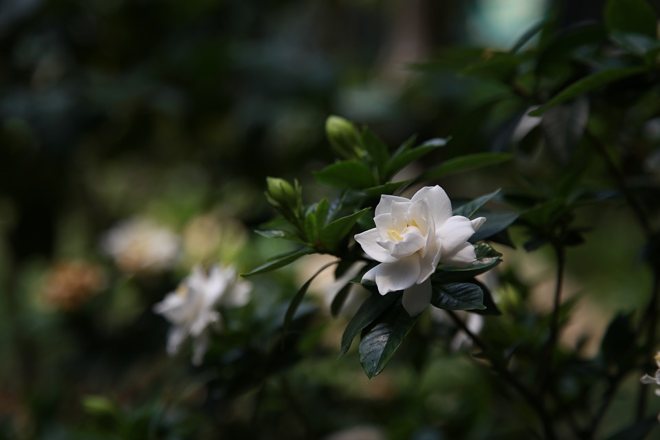 Gardenia, informatii si sfaturi de ingrijire