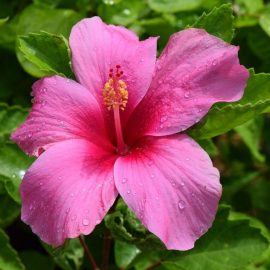 Trandafir de camera (hibiscus)- frunze deformate