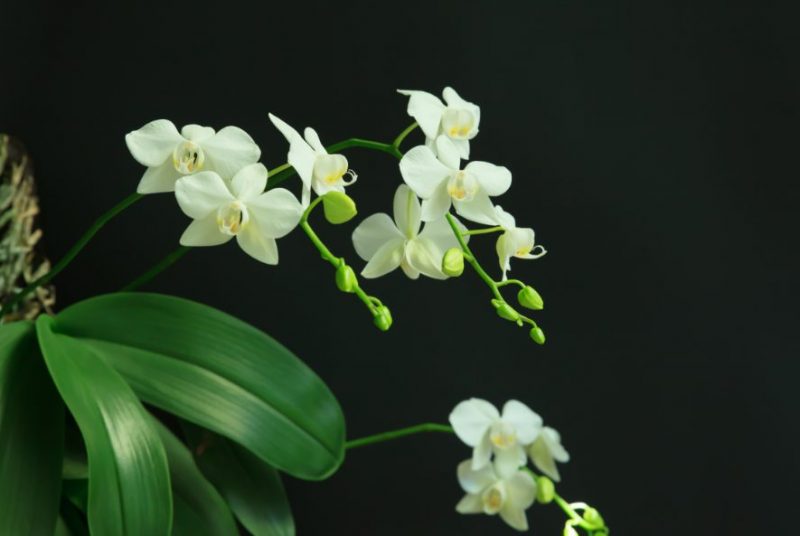 orhidee-informatii-si-sfaturi-de-ingrijire
