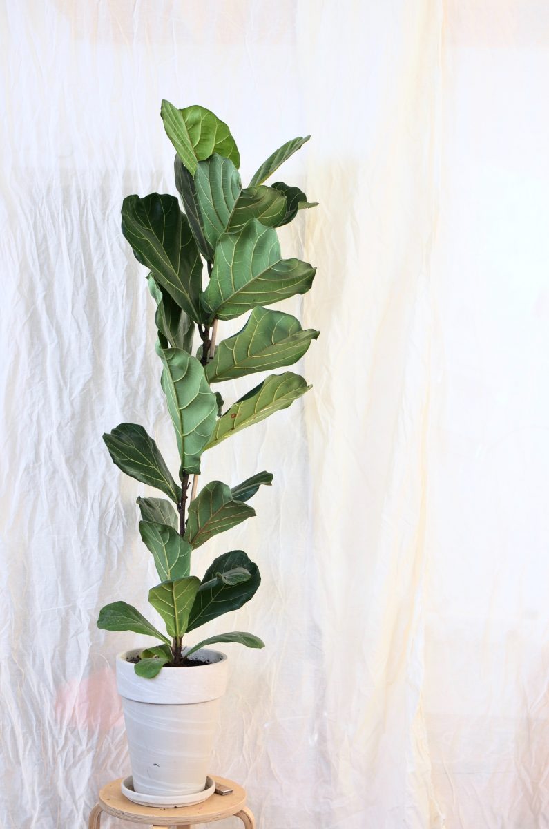 planta-frunze-verzi