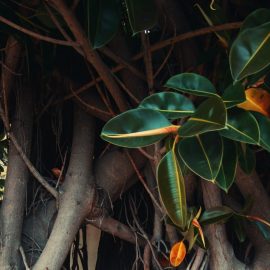 Ficus, sfaturi, ingrijire, cultivare Comunitatea Botanistii