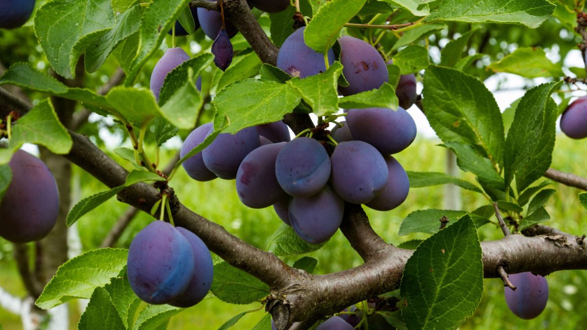 Monilioza fructelor de samburoase (Monilinia laxa) - identificare si combatere