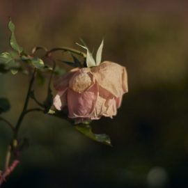trandafiri-tratamente-boli-daunatori