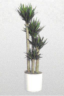 Yucca Sfaturi De Ingrijire Si Cultivare Plante Decorative
