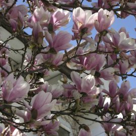 Sfaturi, ingrijire, cultivare, Magnolia Comunitatea Botanistii