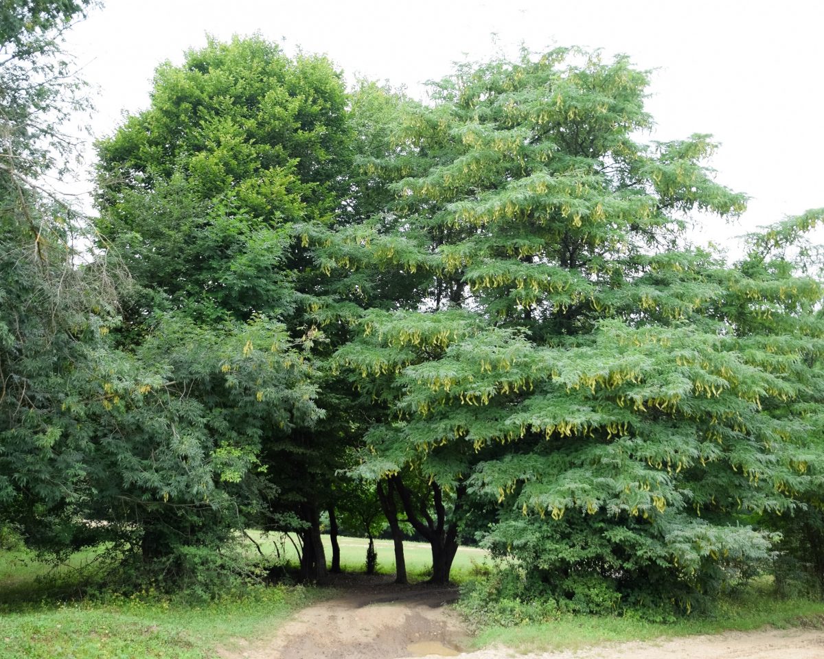 arbori-ornamentali-ingrijire
