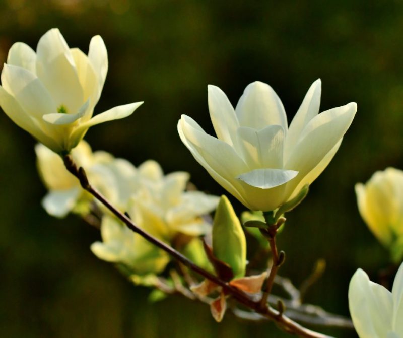 magnolia-acuminata
