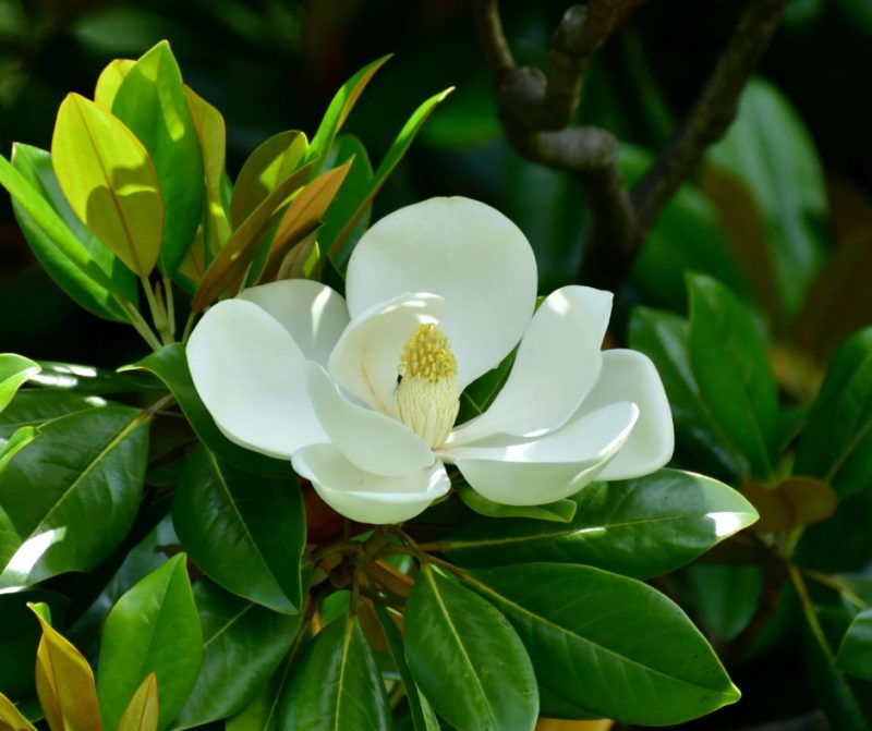 magnolia-grandiflora