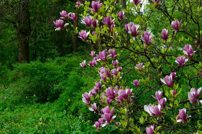 magnolia-ingrijire-sfaturi