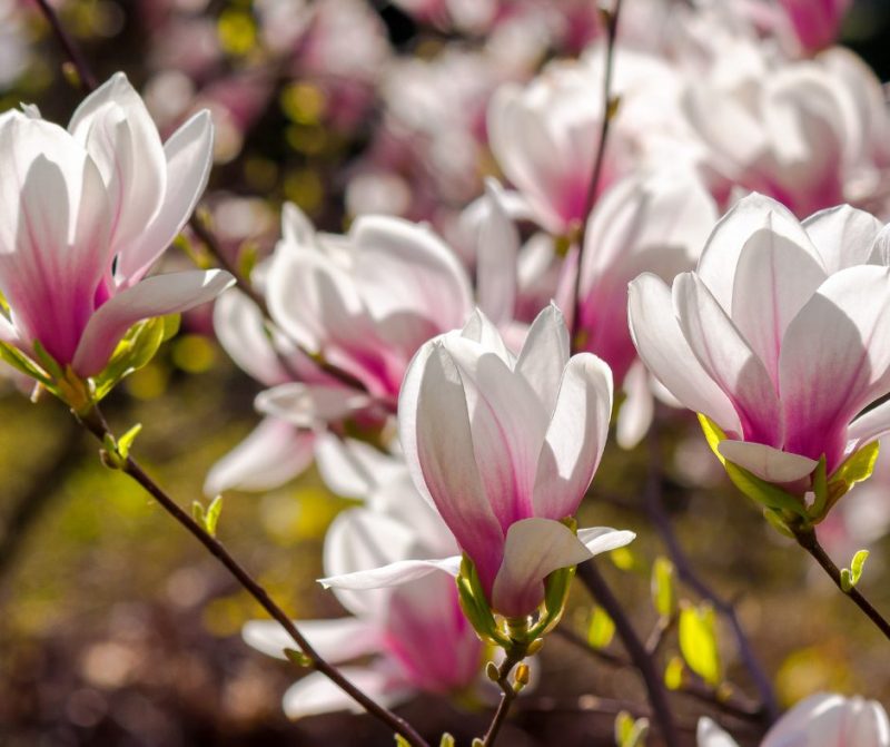 magnolia-soulangeana