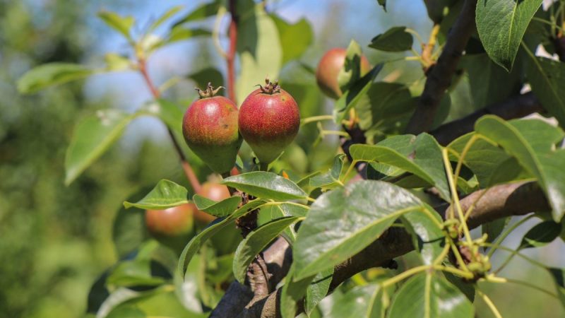 bine-de-stiut-plante-pomi-fructiferi-ciclu-anual-crestere-fructificare