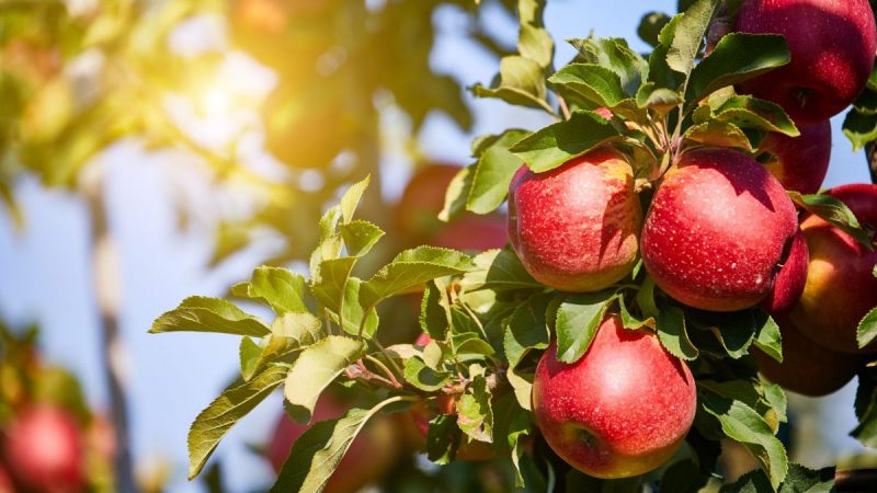 bine-de-stiut-plante-pomi-fructiferi-factori-favorabili
