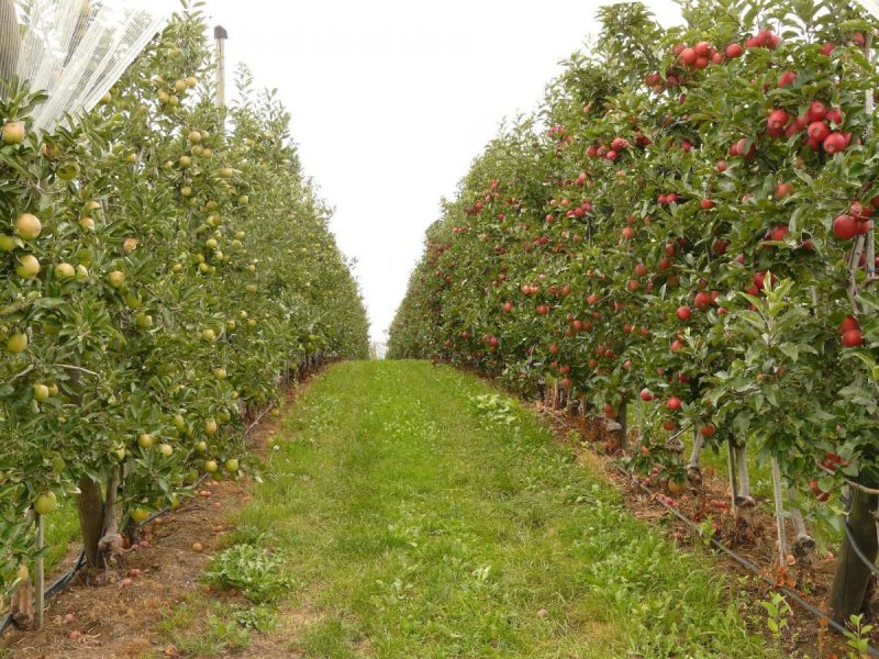 infiintare-plantatie-pomi-fructiferi