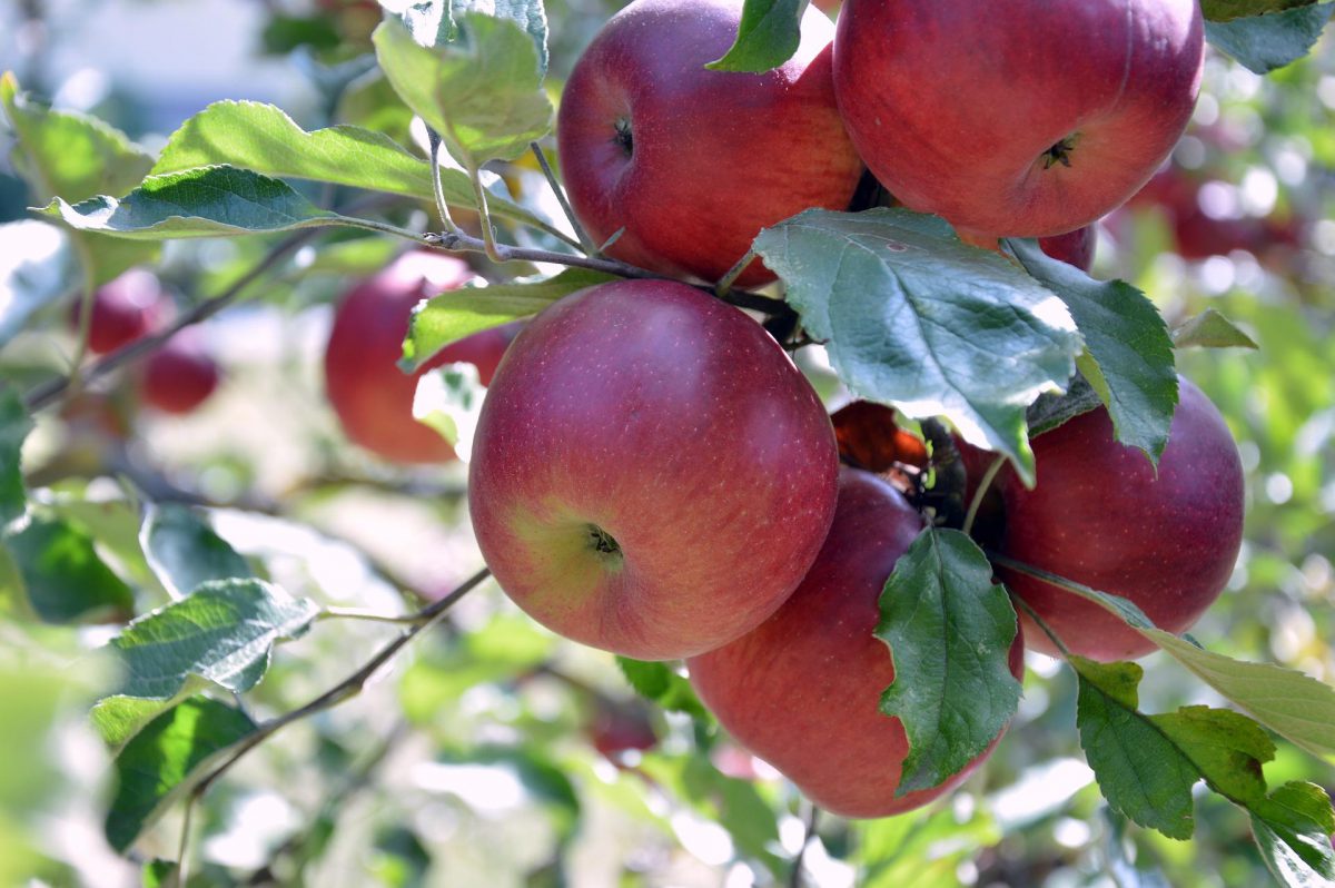 Pomi fructiferi - cultura ecologica