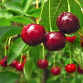 Pomi fructiferi cires - Comunitatea Botanistii