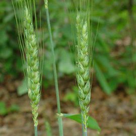 Cereale si plante tehnice grau - Comunitatea Botanistii