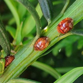 Insecte daunatoare paduchele testos - Comunitatea Botanistii