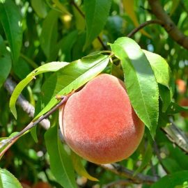 Pomi fructiferi piersic - Comunitatea Botanistii