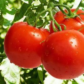 Legume tomate, rosii - Comunitatea Botanistii