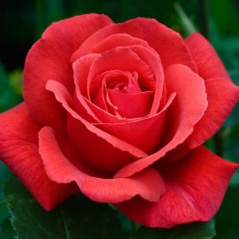 Trandafir cu atac de acarieni Comunitatea Botanistii