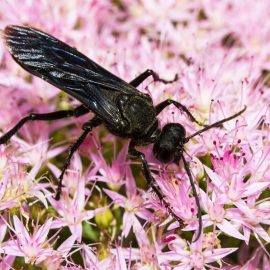 Insecte daunatoare viespi - Comunitatea Botanistii