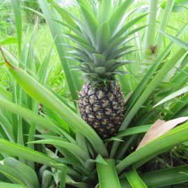 Decorative de interior ananas - Comunitatea Botanistii