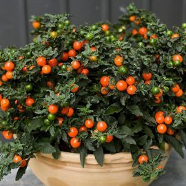 Solanum Comunitatea Botanistii
