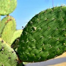 Cactus - varfurile cresc intr-o parte