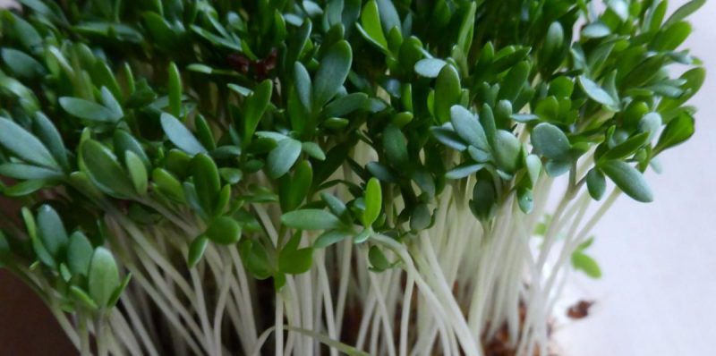 Cresonul de gradina - Lepidium sativum Comunitatea Botanistii