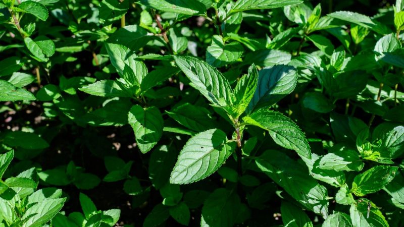 cultivare-menta-Mentha-x-piperita-ingrijire