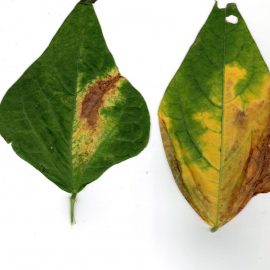 fire de fasole cataratoare unele frunze au un colorit galben – maroniu