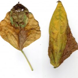 fire de fasole cataratoare unele frunze au un colorit galben – maroniu