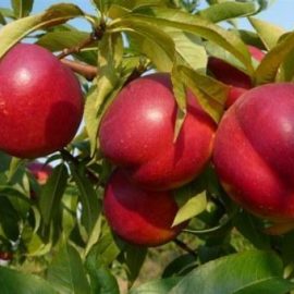 Pomi fructiferi nectarin - Comunitatea Botanistii