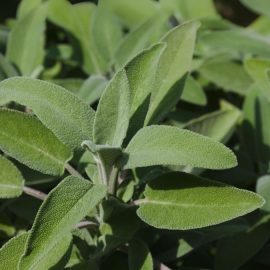 salvie-Salvia-officinalis-plantare-ingrijire