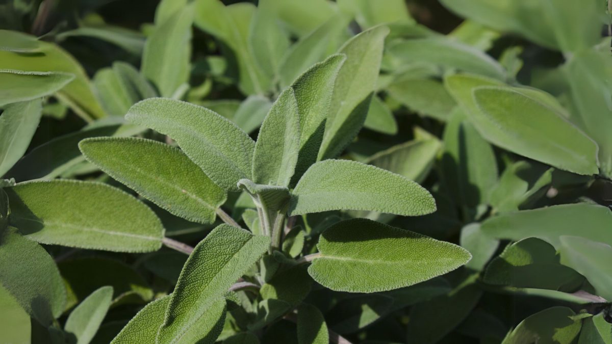 salvie-Salvia-officinalis-plantare-ingrijire