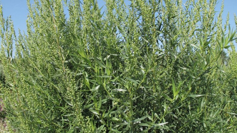 tarhon-Artemisia-dracunculus-cultivare