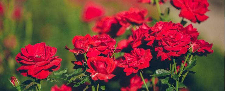 Trandafiri pentru petale, sfaturi, ingrijire, cultivare