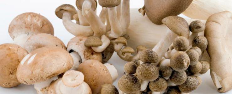 Bolile si daunatorii din cultura ciupercilor